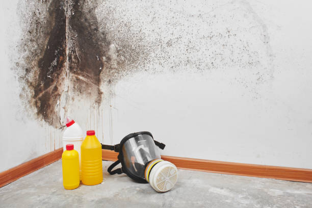 Best Same-Day Mold Removal  in Wallenuck Lake Estates, PA