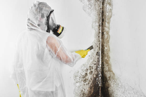 Best Emergency Mold Removal  in Wallenuck Lake Estates, PA