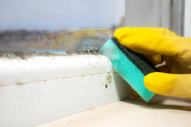 Best Commercial Mold Removal  in Wallenuck Lake Estates, PA