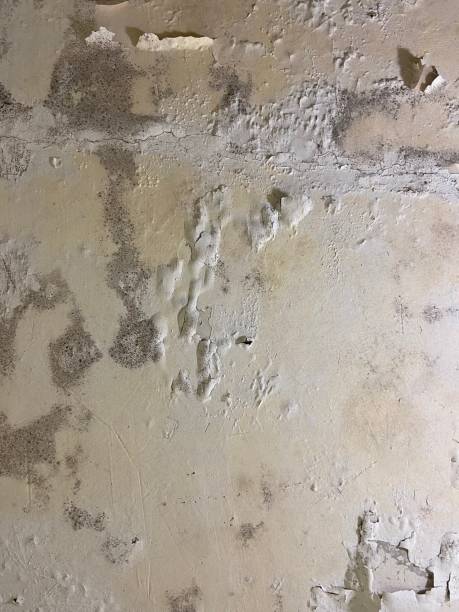 Best Affordable Mold Removal  in Wallenuck Lake Estates, PA