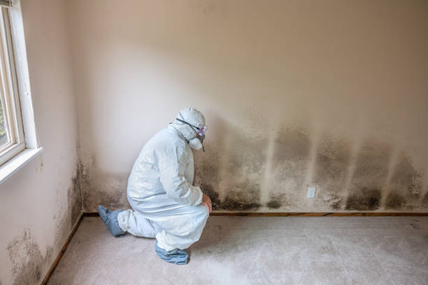 Best Mold Damage Repair  in Wallenuck Lake Estates, PA