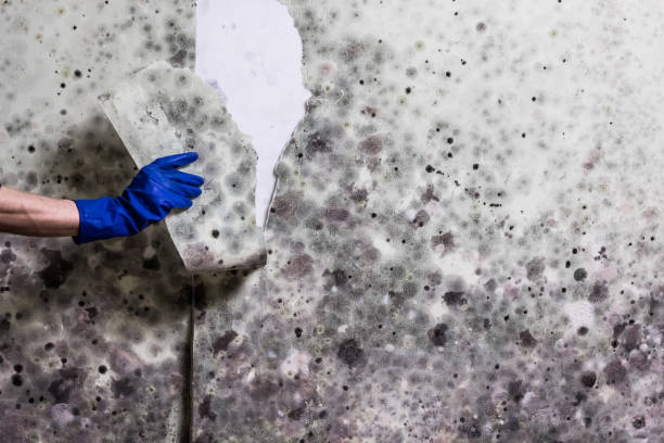 Best Mold Remediation  in Wallenuck Lake Estates, PA