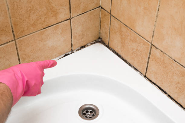 Home Mold Removal in Wallenpaupack Lake Estates, PA